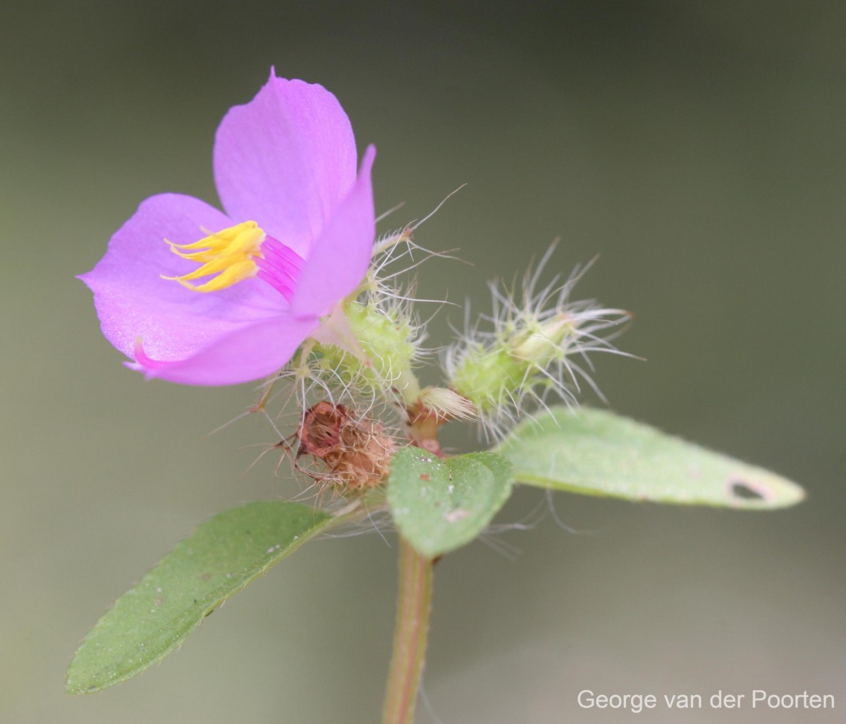 Osbeckia zeylanica L.f.